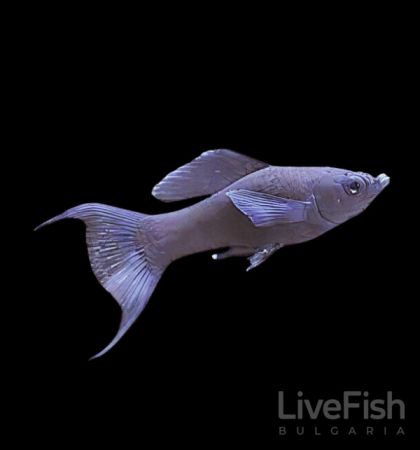 Poecilia sphenops Lyra Black – черна лирова молинезия с удължена опашна перка