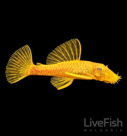 Ancistrus sp. Gold – Златен анциструс с жълта окраска и вендузовидна уста