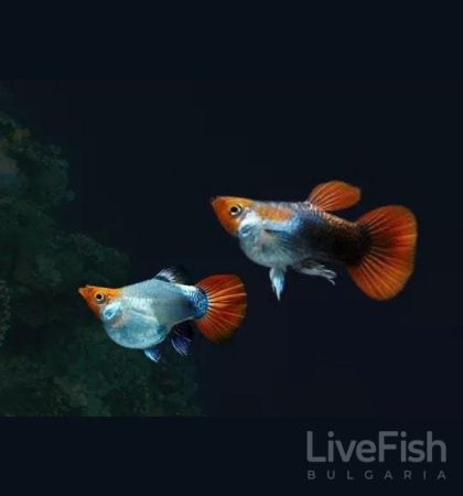Black Koi Short Body Guppy (Poecilia reticulata) – черна Кои гупа с компактно късо тяло и червено-оранжева окраска