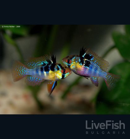 Mikrogeophagus ramirezi – южноамериканско рамирези със златисто тяло, черни петна и сини иридесцентни точки