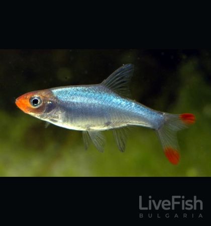 Sawbwa resplendens – мъжки азиатски родостомус със сребристосиньо тяло, червена глава и червени върхове на опашката