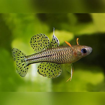 Pseudomugil gertrudae – петнист псевдомугил със сини очи и плавници с черни петна