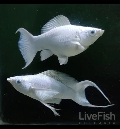 Platinum Long Lyretail Molly – платиненобяла дългоперка молинезия с лировидна опашка