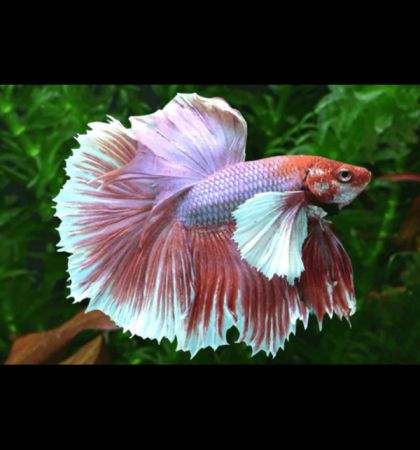 Betta Male Dumbo Halfmoon Mix Color – мъжка бета с огромни гръдни плавници и широка цветна опашка