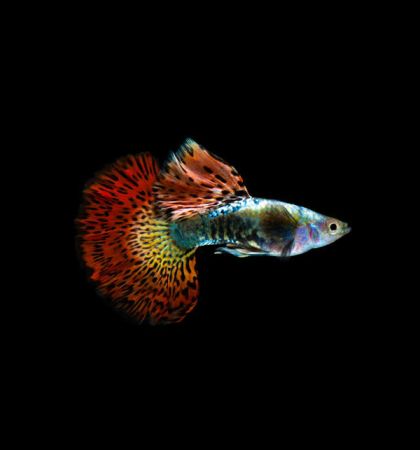 Halfmoon Red Dragon Guppy (Poecilia reticulata) – червена драконова гупа с широка полукръгла опашка