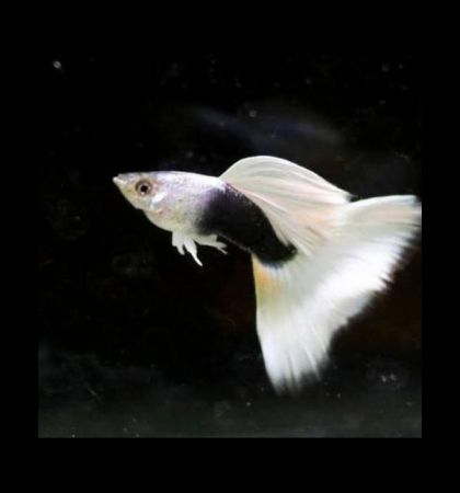 H.B. White Long Dorsal Guppy (Poecilia reticulata) – получерна бяла гупа с удължена гръбна перка