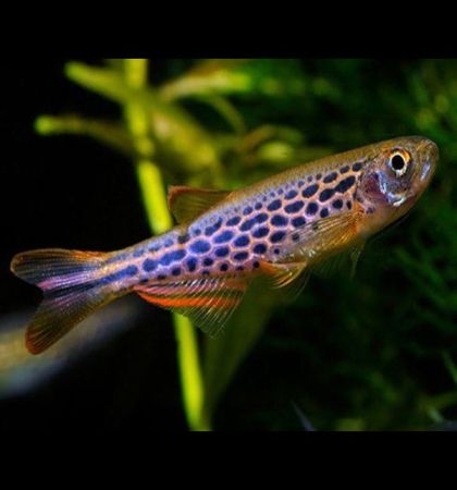 Leopard Danio (Danio rerio var. frankei) – леопардово данио със златисто тяло и тъмносини петна