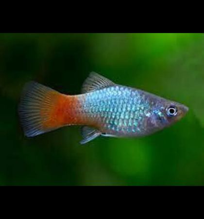 Blue Coral Platy (Xiphophorus maculatus) – синя коралова плата с металически блясък