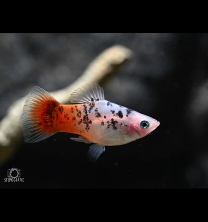 White Red Calico Platy (Xiphophorus maculatus) – бяло-червена калико плата с неправилни черни петна