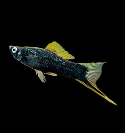 Black Hi-Fin Swordtail (Xiphophorus hellerii) – черен високоплавен хелер с металически блясък и дълъг меч
