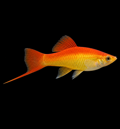 Red-Back Marigold Swordtail (Xiphophorus hellerii) – златистооранжев хелер с червен гръб и дълъг меч