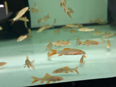 Labeo Frenatus Albino - Лабео френатус албино / 5-6 см.