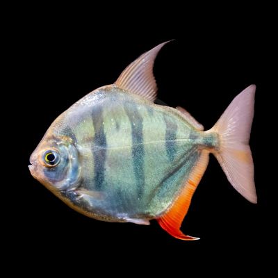 Metynnis fasciatus – Тигров Силвър Долар / 4-5 см