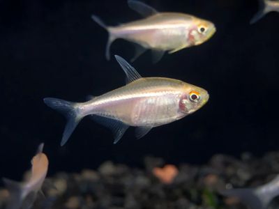 Hyphessobrycon herbertaxelrodi Albino – Черен неон Албинос  / 3 см