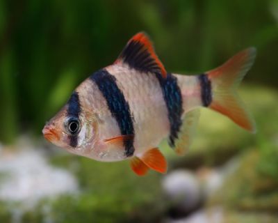 Barbus tetrazona – Барбус тетразона за аквариум