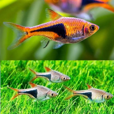 Rasbora heteromorpha - Клиновидна разбора / 2,5 см