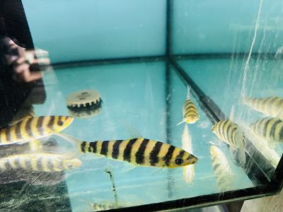 Leporinus affinis – Лепоринус афинис / 12-15 см