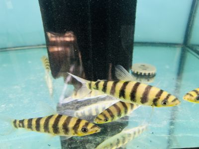 Leporinus affinis декоративна аквариумна риба