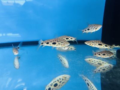 Leporinus granti – Strawberry Leporinus – Ягодов лепоринус / 8-10 см