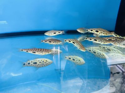 Leporinus granti декоративна аквариумна риба