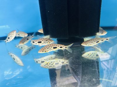 Leporinus granti в просторен сладководен аквариум