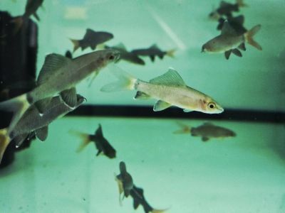 Epalzeorhynchos bicolor - Лабео Биколор / 6-7 см