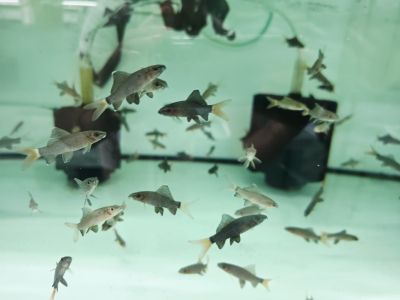 Epalzeorhynchos bicolor - Лабео Биколор / 6-7 см
