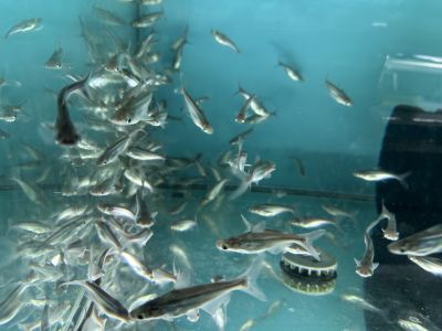 Pangasius sutchi - Акула Пангас / 5-6 см