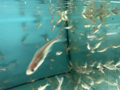 Pangasius sutchi albino - Акула Пангас албинос / 5-6 см