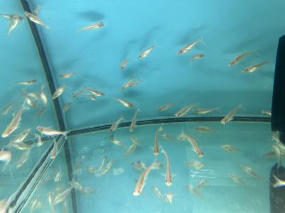 Pangasius sutchi albino - Акула Пангас албинос / 5-6 см