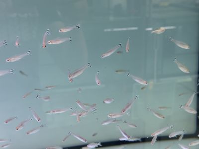 Hemigrammus rhodostomus - Родостомус