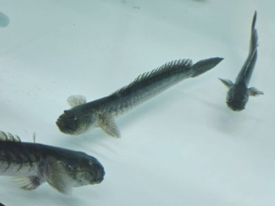 Gobioides broussonnetii – Dragon Fish WILD / Драконова риба (див улов)