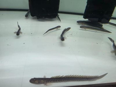 Gobioides broussonnetii Dragon Fish WILD – дива Драконова риба за бракичен аквариум