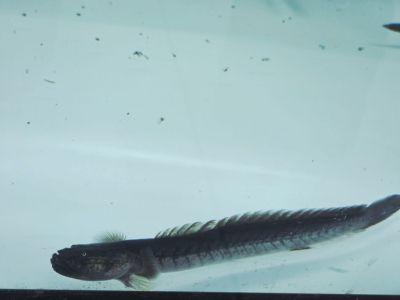 Gobioides broussonnetii Dragon Fish WILD – дива Драконова риба за бракичен аквариум
