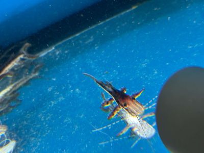 Pseudoplatystoma fasciatum Tiger Shovelnose Catfish – Тигров лопатонос сом