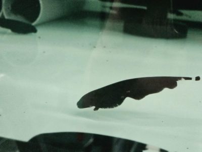 Apteronotus albifrons – Black Ghost Knifefish / Черен призрачен нож / 6-7 см