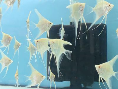 Pterophyllum scalare Albino Dantum – бяла албиносна скалария с червени очи и дълги плавници