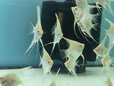 Pterophyllum scalare Albino Dantum – бяла албиносна скалария с червени очи и дълги плавници