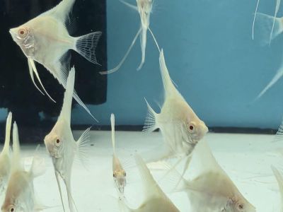 Pterophyllum scalare Albino Dantum – бяла албиносна скалария с червени очи и дълги плавници