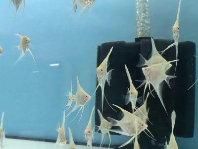 Pterophyllum scalare Albino Dantum – бяла албиносна скалария с червени очи и дълги плавници