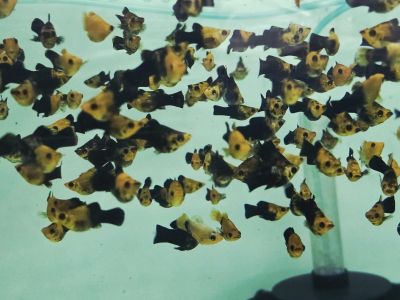 Gold-Black Balloon Molly / Златисто-черна балон молинезия / 3-4 см