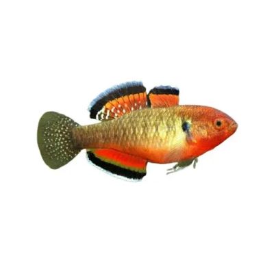 Hypseleotris compressa – Empire Gudgeon / Императорско попче / 5-6 см