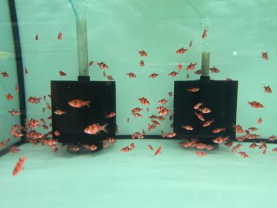 Puntigrus tetrazona Red – яркочервен суматрански барбус за сладководен аквариум