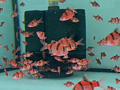 Puntigrus tetrazona Red – яркочервен суматрански барбус за сладководен аквариум
