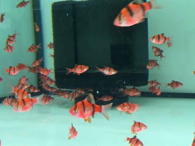 Puntigrus tetrazona Red – яркочервен суматрански барбус за сладководен аквариум