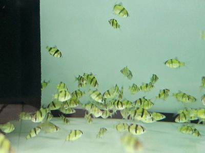 Puntigrus tetrazona Green – зелен суматрански барбус с металическо изумрудено тяло и червеникави плавници