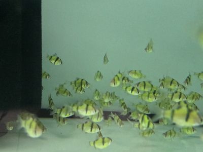 Puntigrus tetrazona Green – зелен суматрански барбус с металическо изумрудено тяло и червеникави плавници