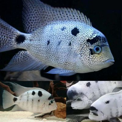 Vieja argentea (Maskaheros argenteus) – Сребърна цихлида / 6-7 см