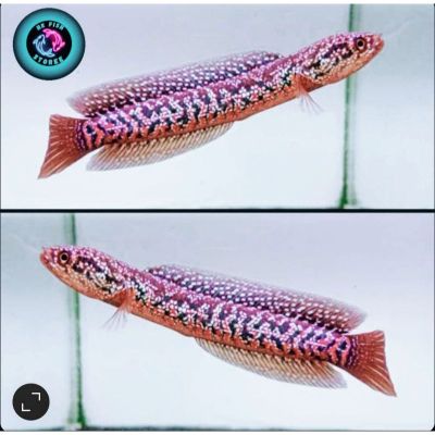 Channa asiatica Red Spot Super Form (Superfoam) – Червенопетнист азиатски змееглав / 8-10 см