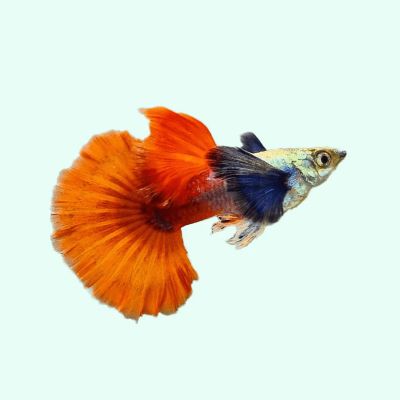 Platinum Red Tail Super Dumbo Guppy – Платинена гупа Супер Дъмбо с червена опашка / 3 см
